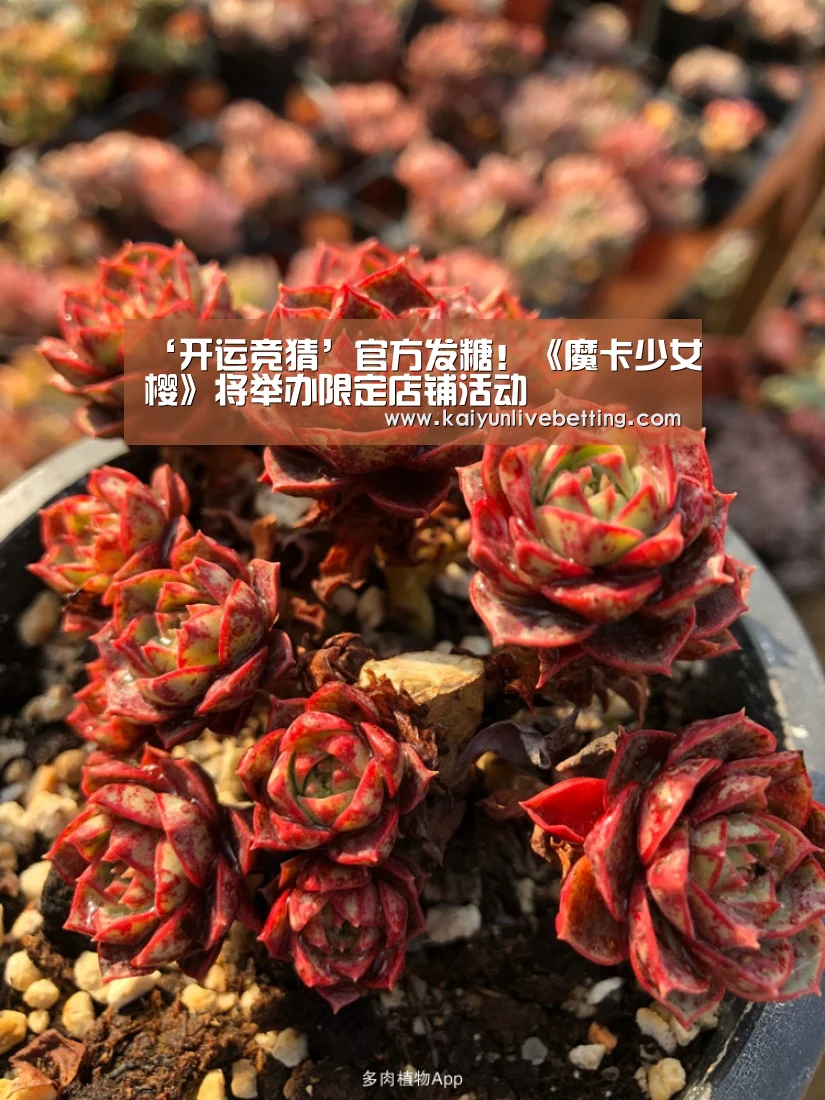 ‘开运竞猜’官方发糖!《魔卡少女樱》将举办限定店铺活动(图1) 开运真人
